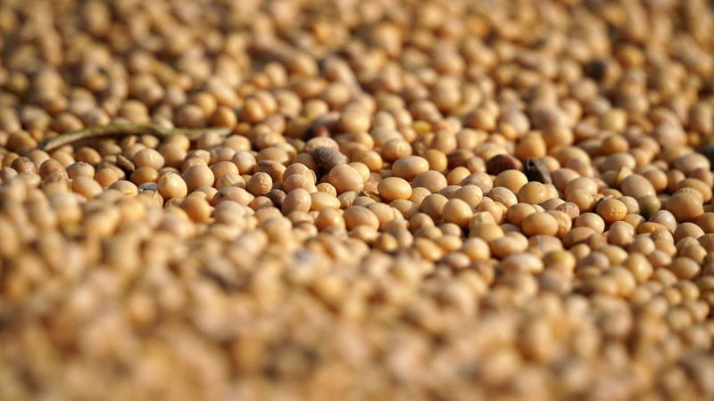 跌破10美元后美豆跌幅迅速走闊，短期或在止損盤的牽引下持續(xù)向下
