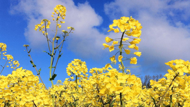對加拿大菜粕大幅加征關稅引發(fā)價格井噴，中國收緊期貨交易規(guī)則